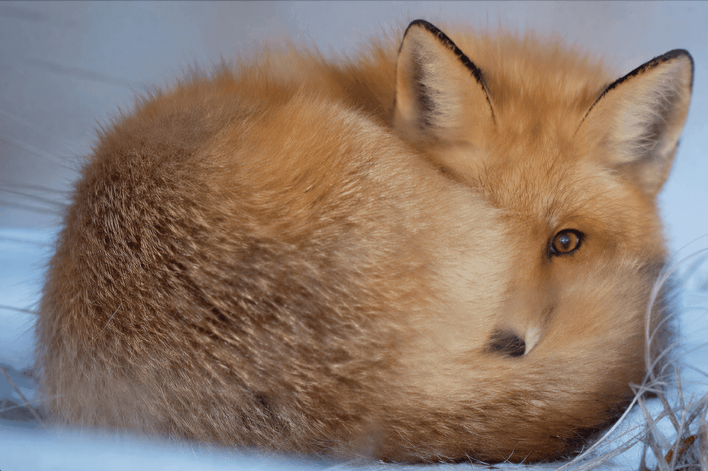 Upscaled high resolution image zoomed in